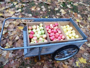 Apples selected for the cellar.