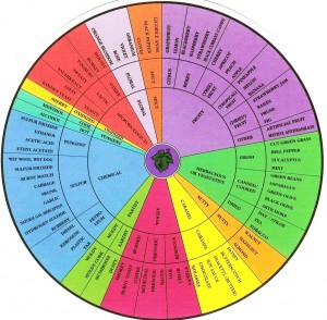 Aroma Wheel